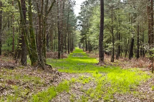 Forêt de Brocéliande