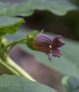 Fleur de belladone