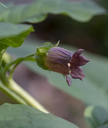 Fleur de belladone