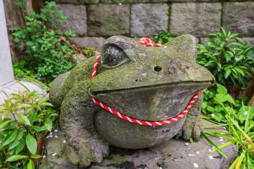 Le crapaud et la grenouille Kaeru (grenouille japonaise)