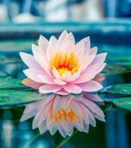 Fleur de lotus