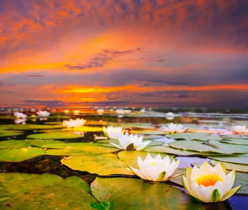 Le lotus Fleurs de lotus